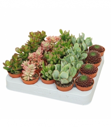 succulents