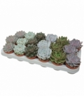 Echeveria