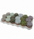 Echeveria