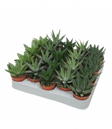 Aloe
