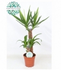 Yucca