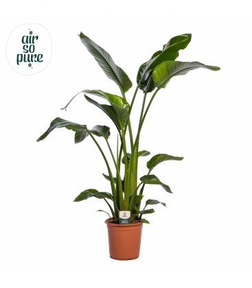 Strelitzia