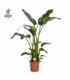 Strelitzia
