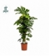 Monstera