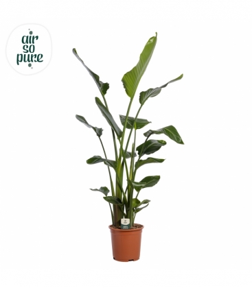 Strelitzia