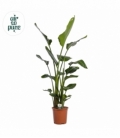 Strelitzia