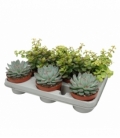 succulents