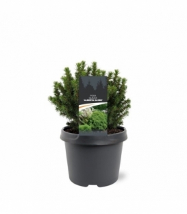 Picea