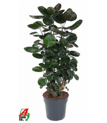 Polyscias