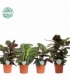 Calathea