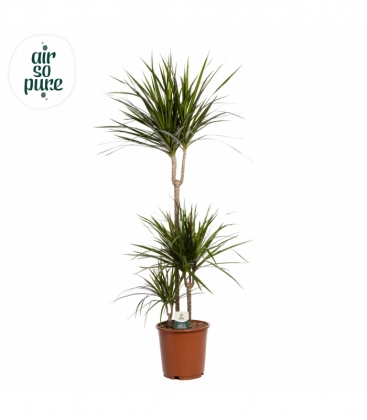 Dracaena