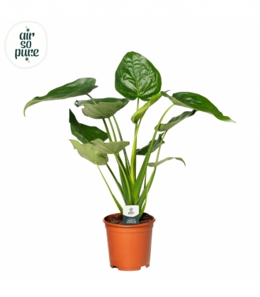 Alocasia