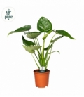Alocasia