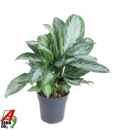 Aglaonema