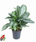 Aglaonema