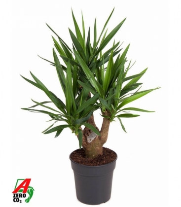 Yucca