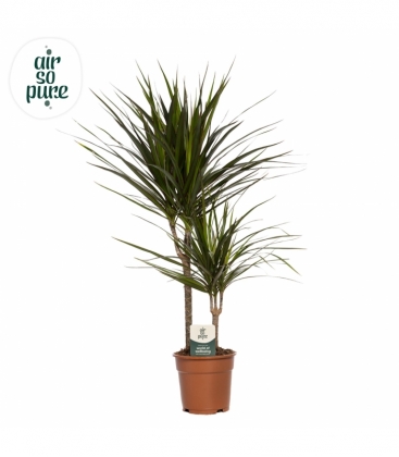 Dracaena
