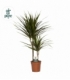 Dracaena