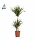 Dracaena