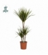 Dracaena