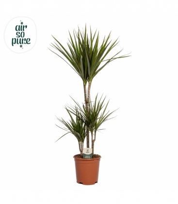 Dracaena