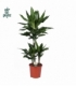 Dracaena
