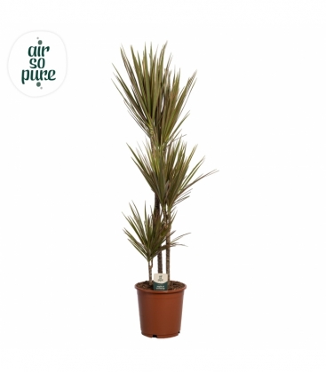 Dracaena