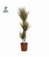 Dracaena