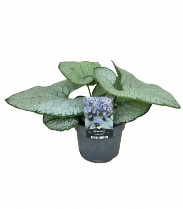 Brunnera