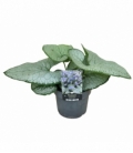 Brunnera