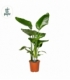 Strelitzia