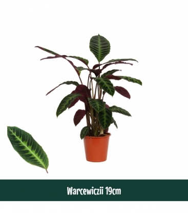Calathea