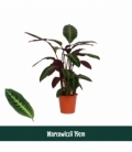 Calathea