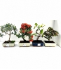 Bonsai