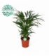 Dypsis