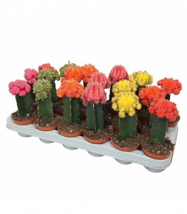 Gymnocalycium