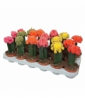 Gymnocalycium