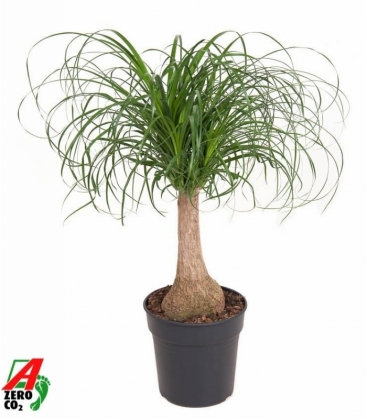 Beaucarnea