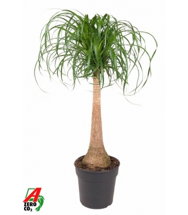 Beaucarnea