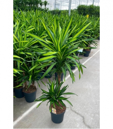 Dracaena