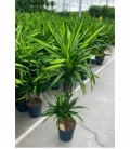 Dracaena