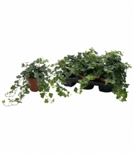 Hedera