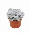 Echeveria