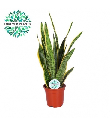 Sansevieria