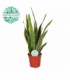 Sansevieria