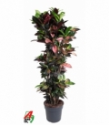 Croton