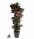 Croton