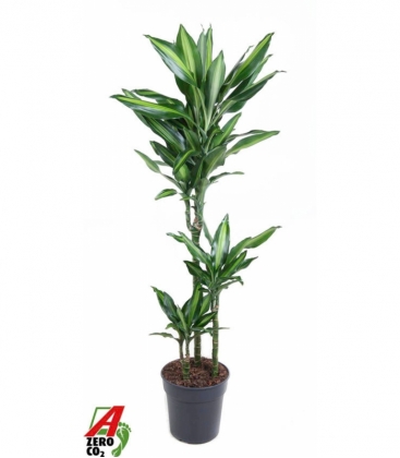 Dracaena