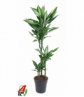 Dracaena