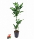 Dracaena